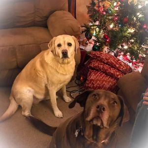 Meet your Posher, Ginger